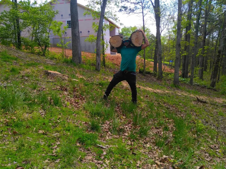 Tree service work by Alchemy Tree